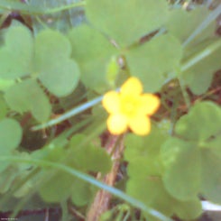 pho00249-standard-b65id9.jpg