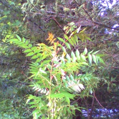pho00262-standard.jpg