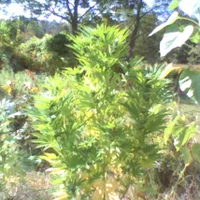 pho00265-high-fml6ll-standard-c6qc54.webp