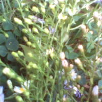 pho00315-high-rbdp6t-standard-0pjo1s.webp