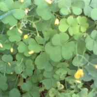 pho00363-high-standard.webp
