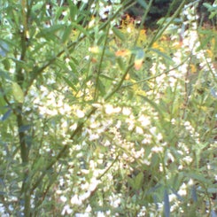 pho00443-standard.jpg