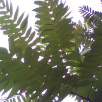 pho00447-standard-boso5w.jpg