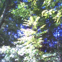 pho00537-high-standard-mfol5a.webp