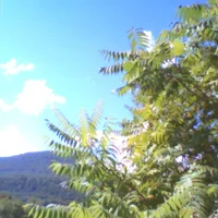 pho00614-high-standard-loxioa.webp