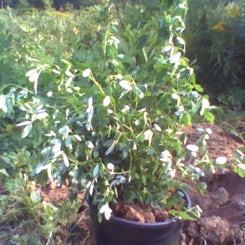pho00665-standard-n6nms4.jpg