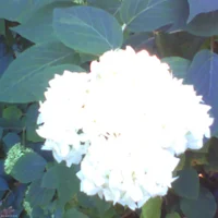 pho00730-high-1ic2nj-standard-8g26w5.webp