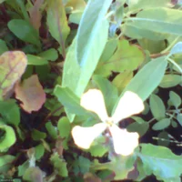 pho00819-high-standard-bqqomo.webp