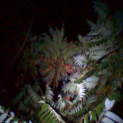 pho00854-standard-zz6b05.jpg