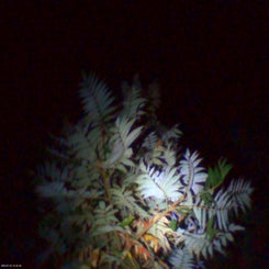 pho00856-standard.jpg