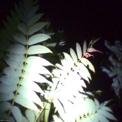 pho00857-standard.jpg