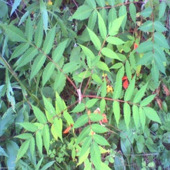 pho00868-standard.jpg