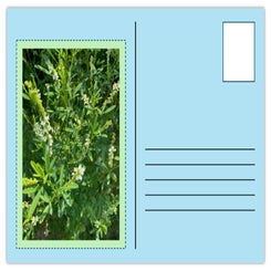 preview-standard-vz1jxg.jpg