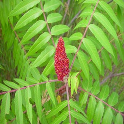 rhus-fraines-standard.jpg