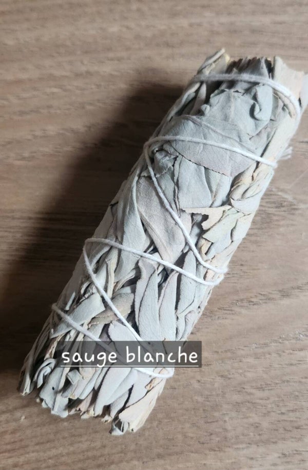 sauge blanche