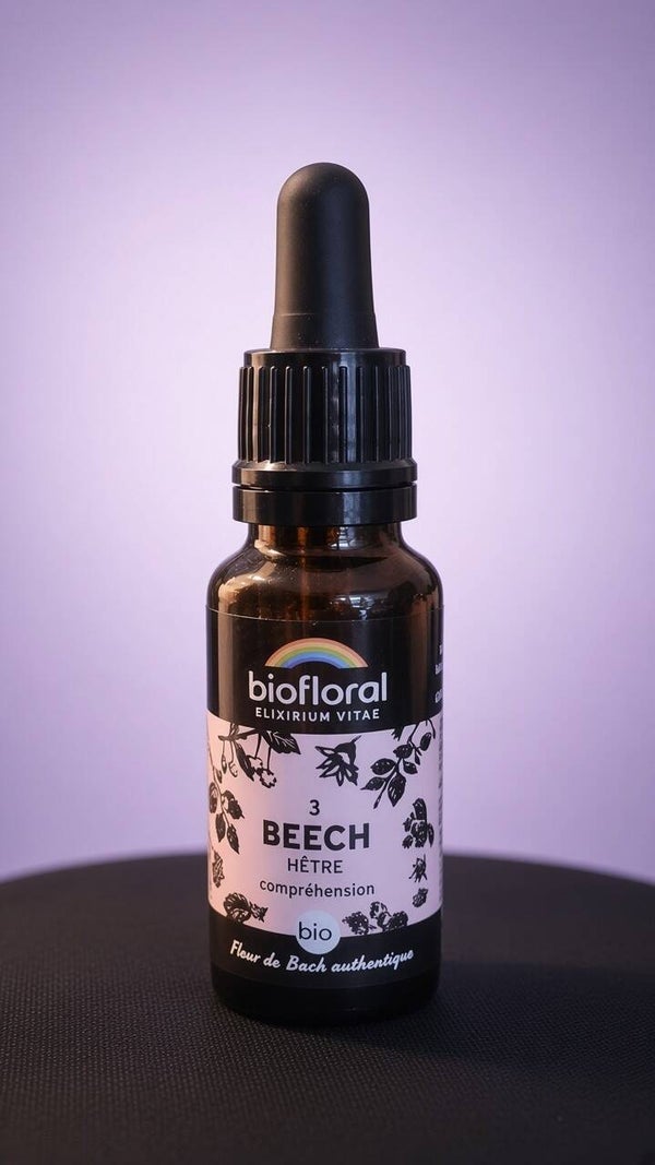 Beech ( hêtre)