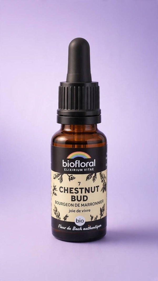 Chesnut bud (bourgeons de marronniers)
