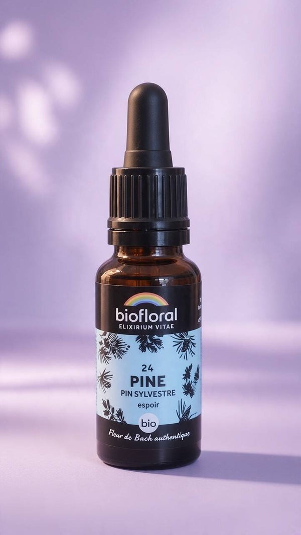 Pine (Pin sylvestre)