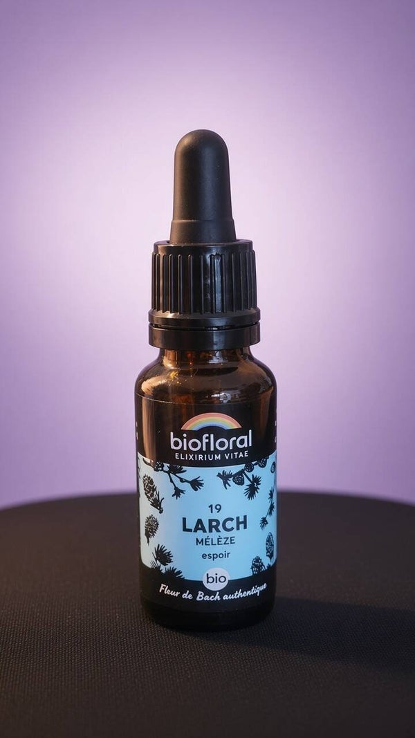 Larch (Mélèze)
