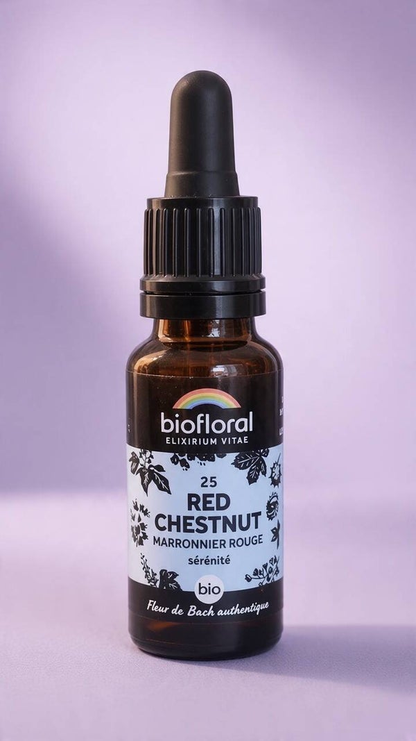 Red Chestnut (Marronnier rouge)