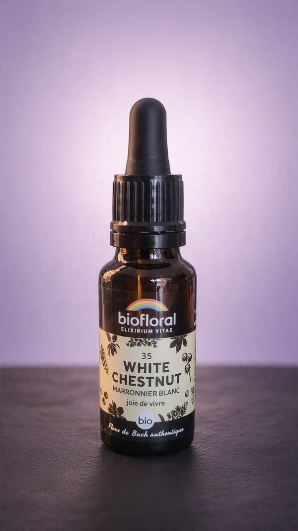 White Chestnut (Marronnier blanc)