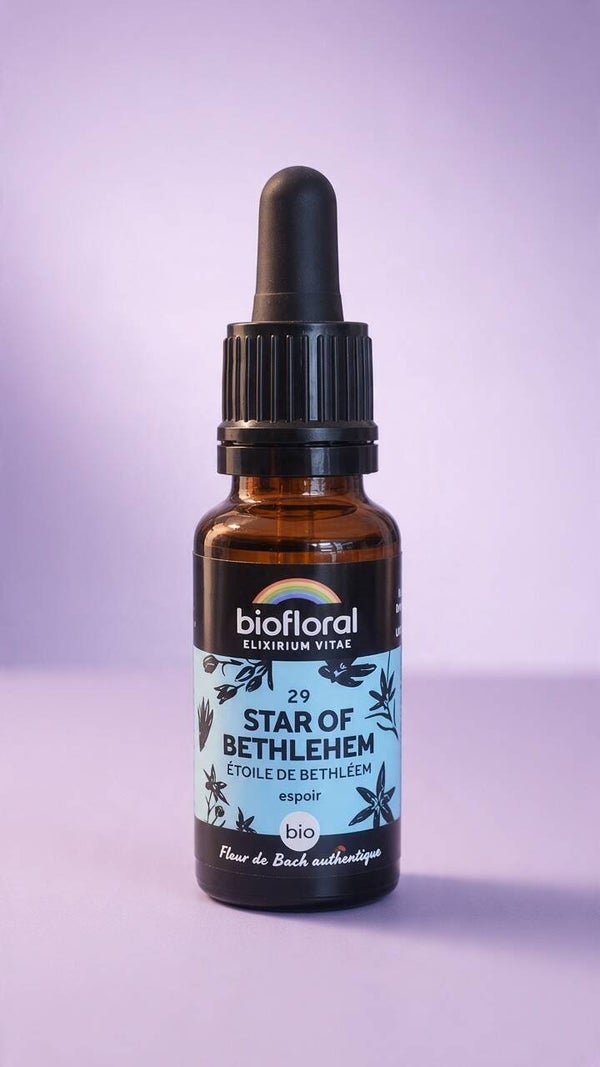 Star of Bethlehem (Étoile de Bethléem)
