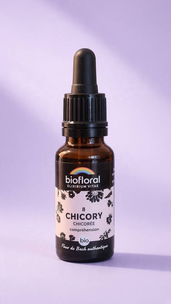 Chicory (chicorée )