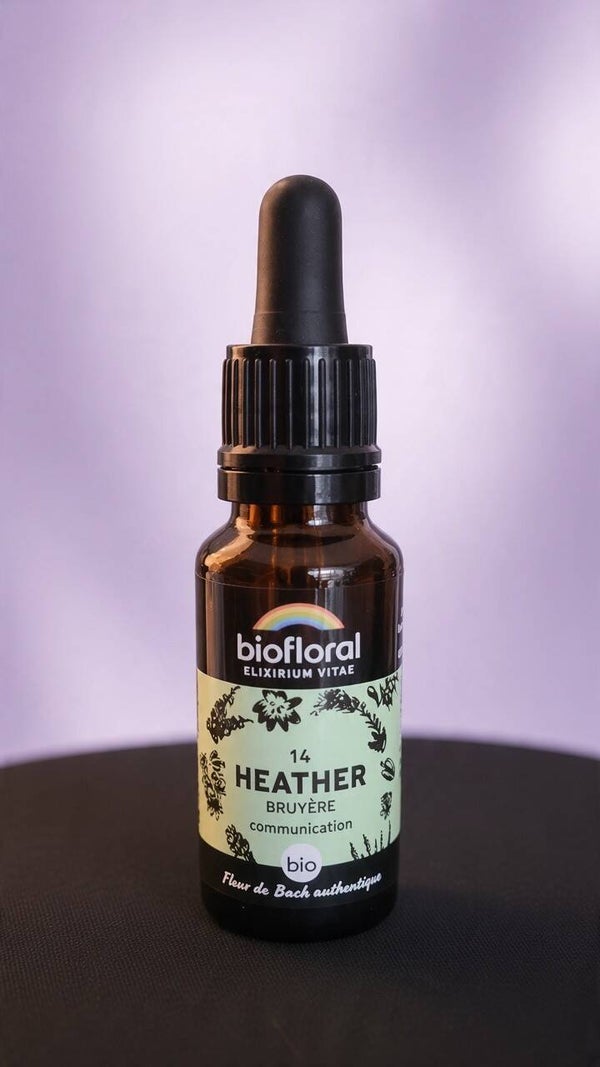 Heather (Bruyère)