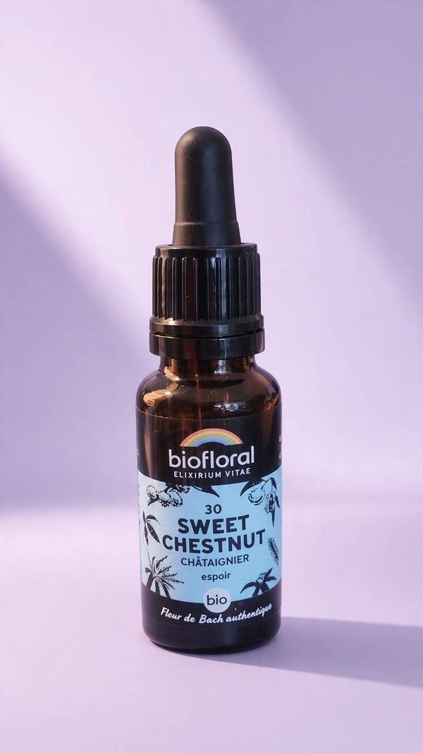 Sweet Chestnut (Châtaignier)