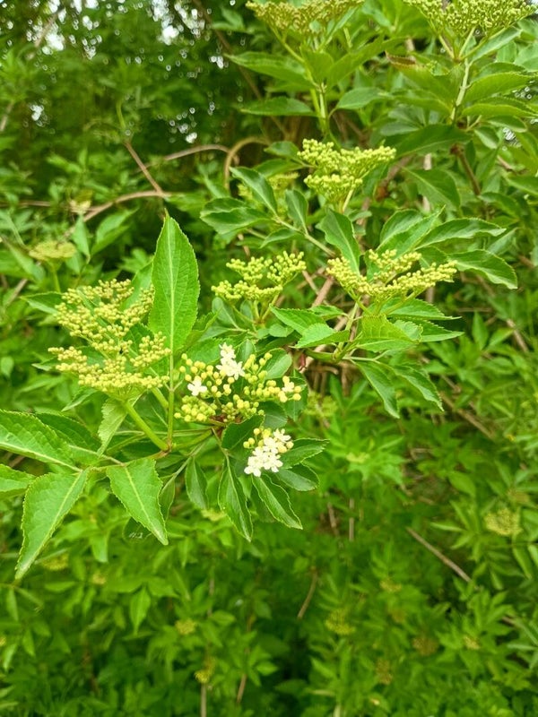 Kruidenwandeling 27 juni 2026