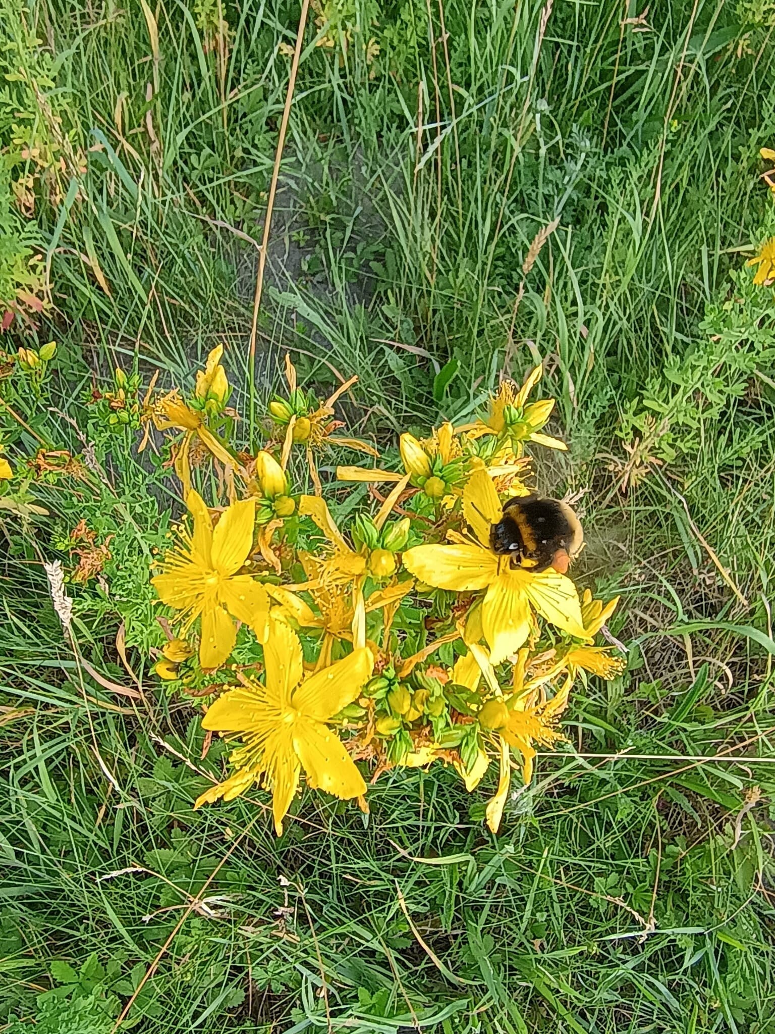Kruidenwandeling 18 juli 2026