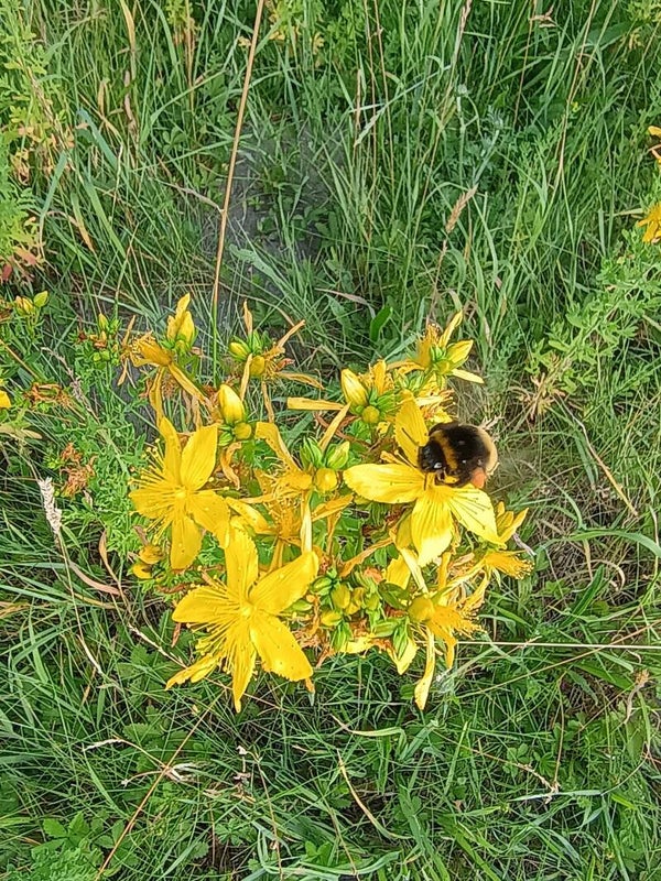 Kruidenwandeling 18 juli 2026