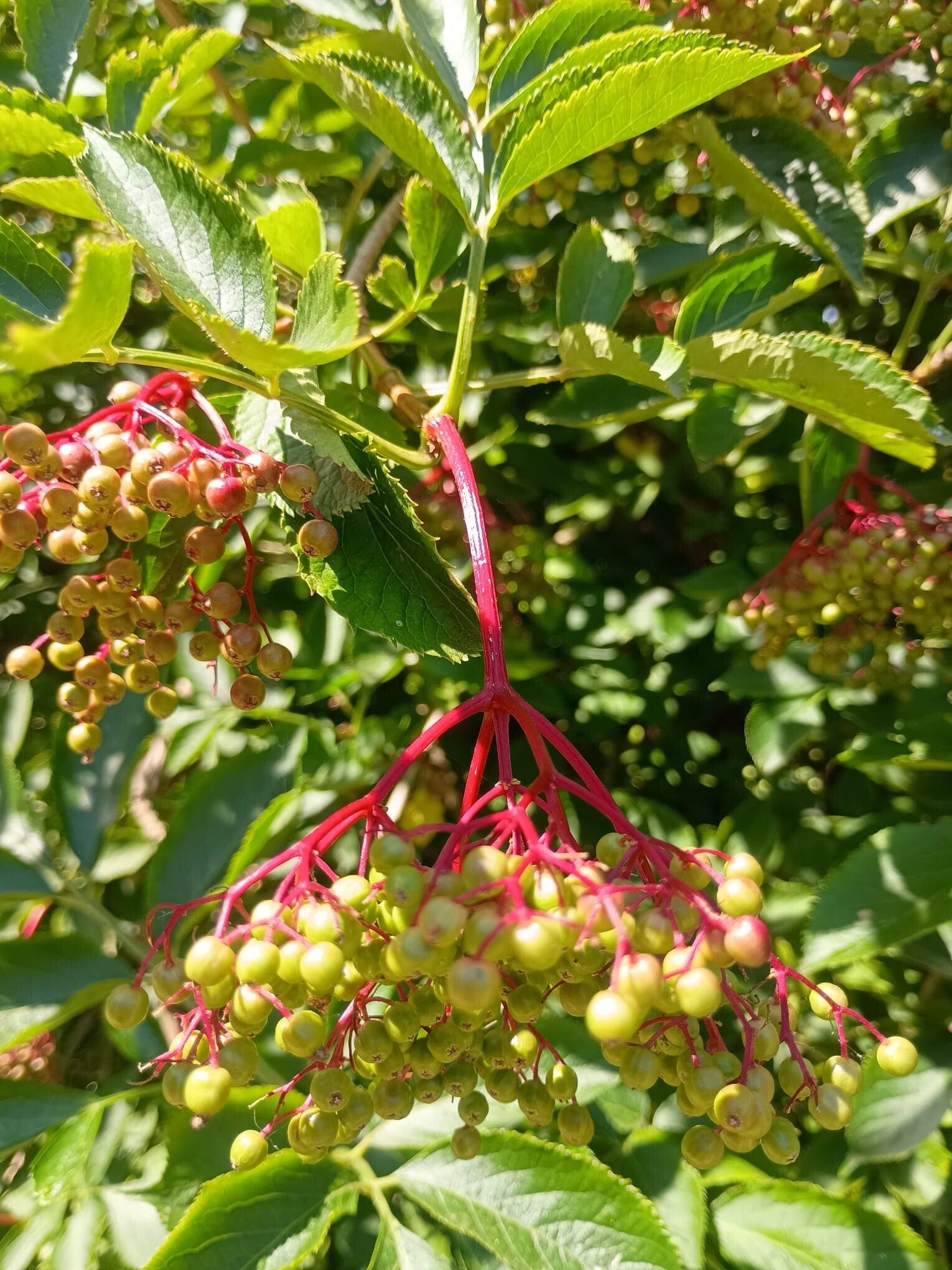 Plukwandeling en kruidenmiddeltjes maken 3 september