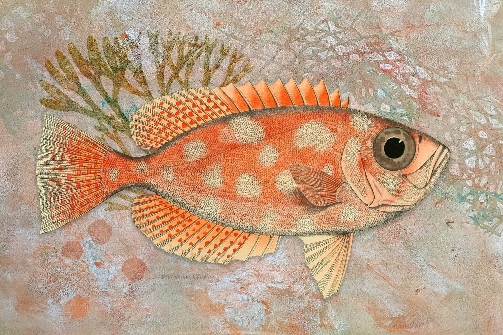 Orange Big-Eyed Fish