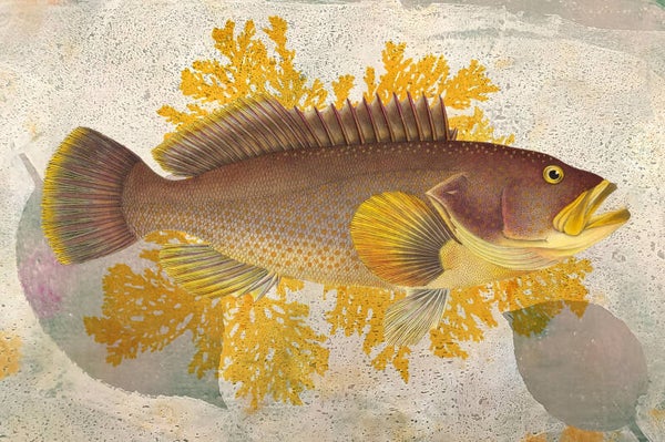 Dark Yellow Fish