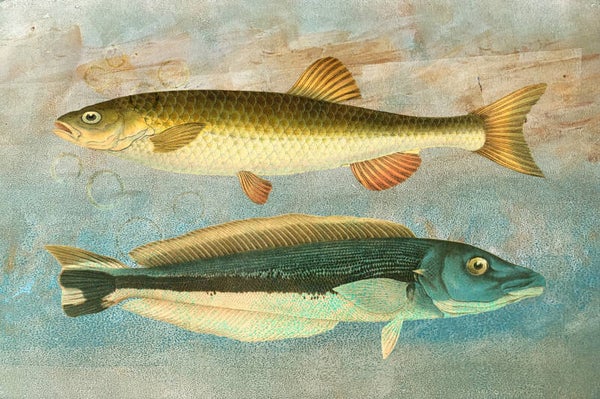 Two Fish on Blue