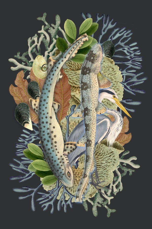 Ocean Blue Coral Fish