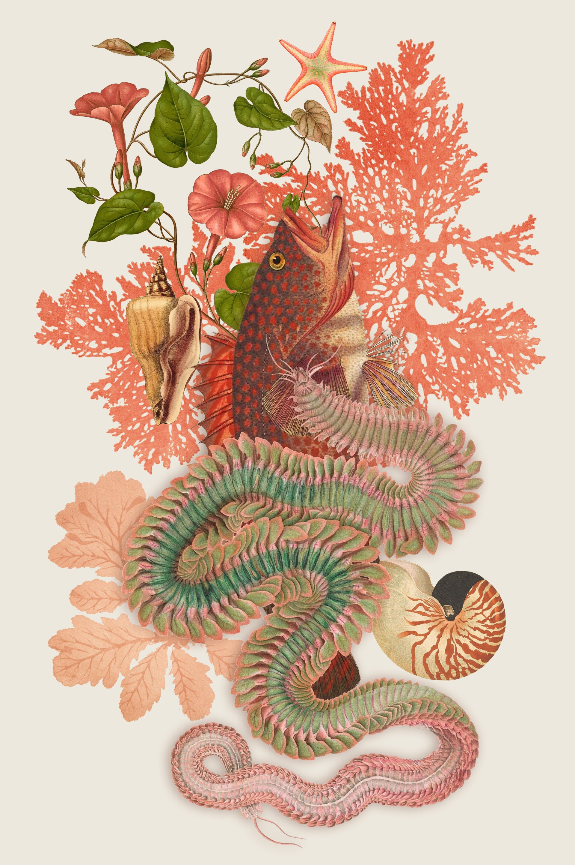 Collage Ocean Coral