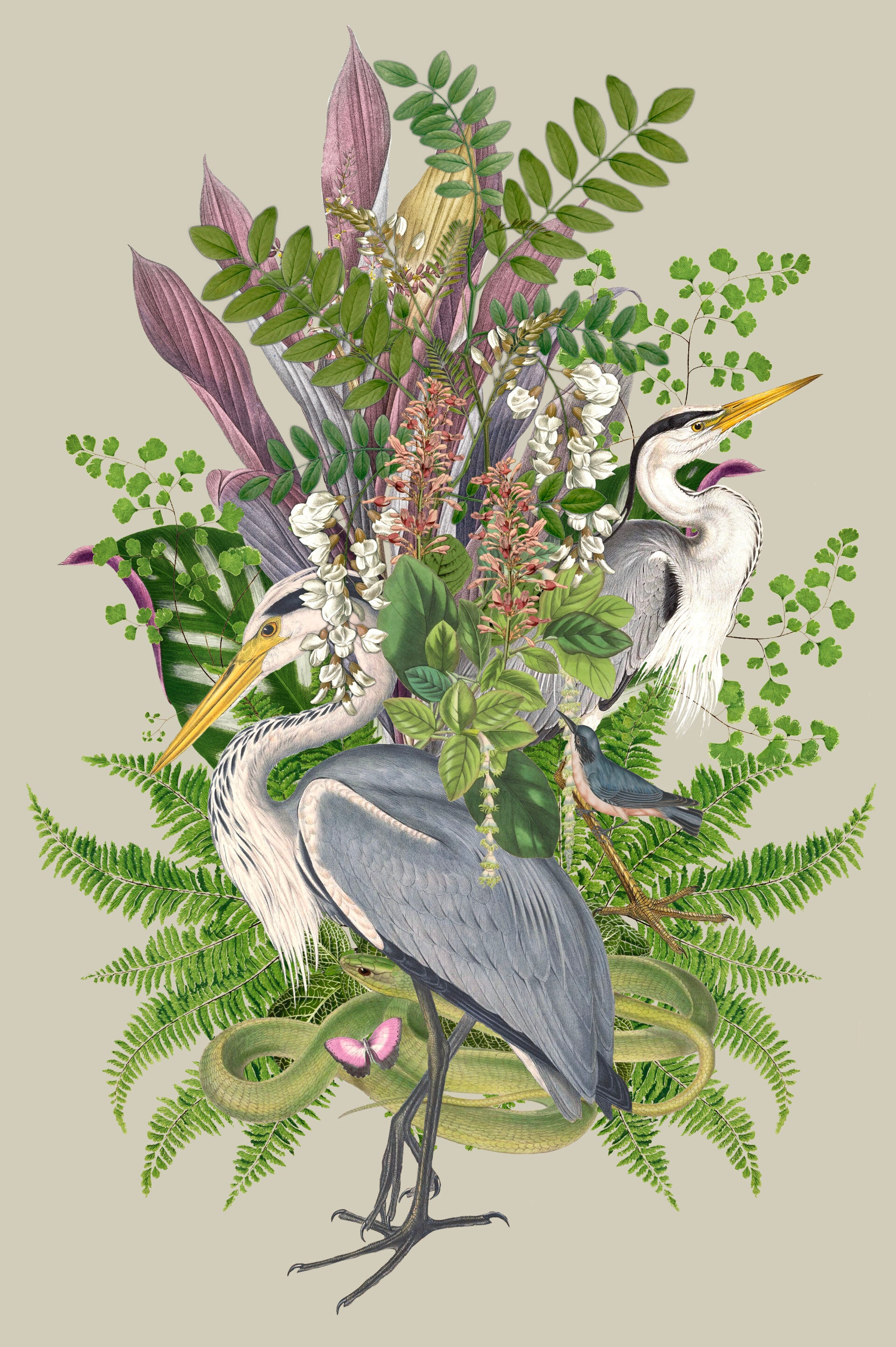Collage Purple Heron