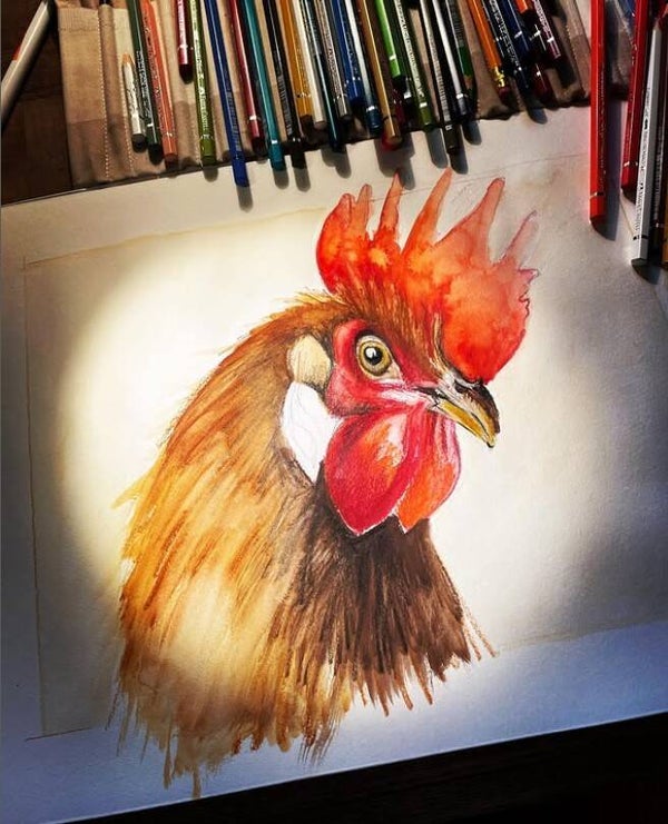 Coq - Aquarelle