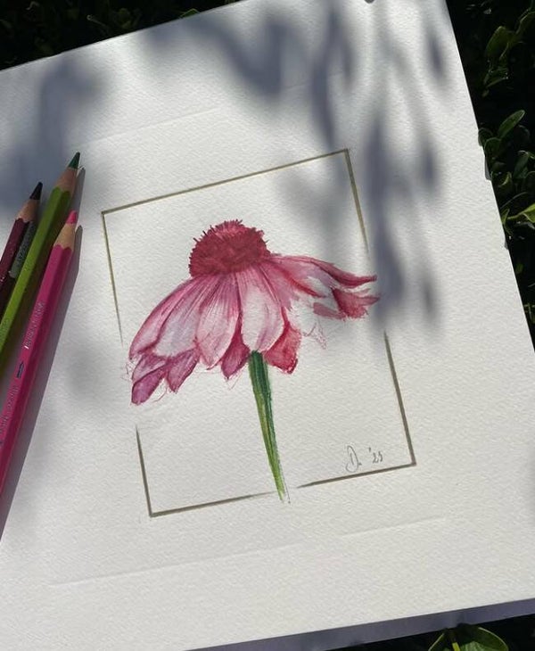 Echinacea - aquarelle