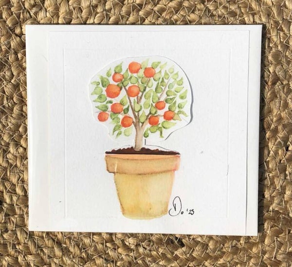 Le mandarinier 🍊 à secrets