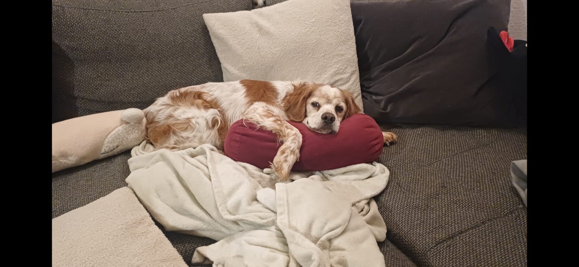 Tierschutzhund (Boogy) am schlafen auf dem Sofa.