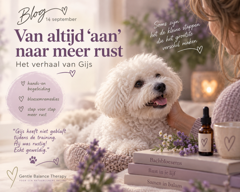 Hele drukke hond die nu ontspannen bij zijn vrouwtje kan zijn na traject met bloesemremedies en lichaamsgerichte begeleiding