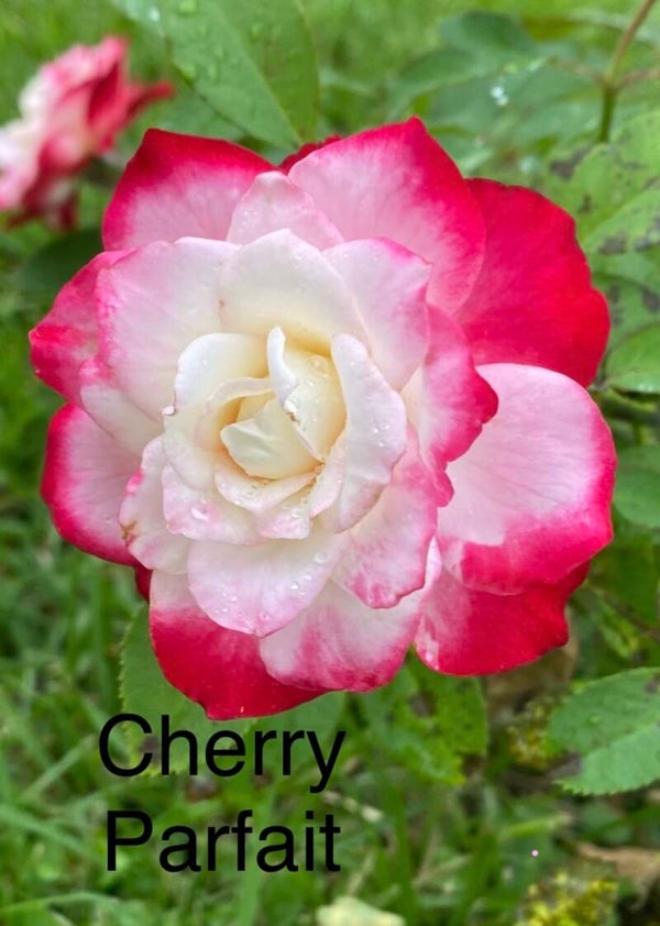 Cherry Parfait