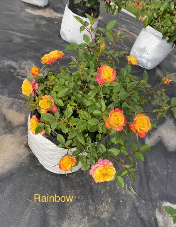 Rainbow Sunblaze