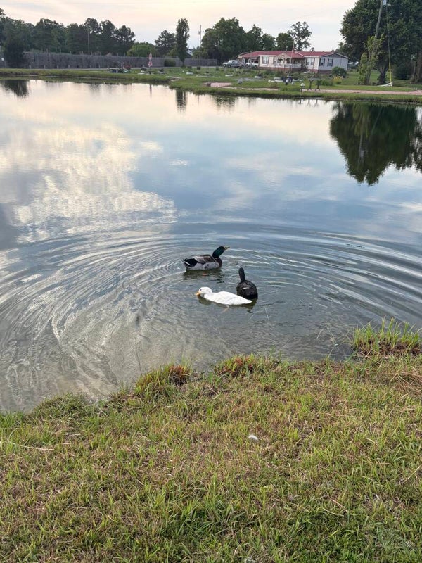 OLD FANNIE FARM USE ONLY - Ducks