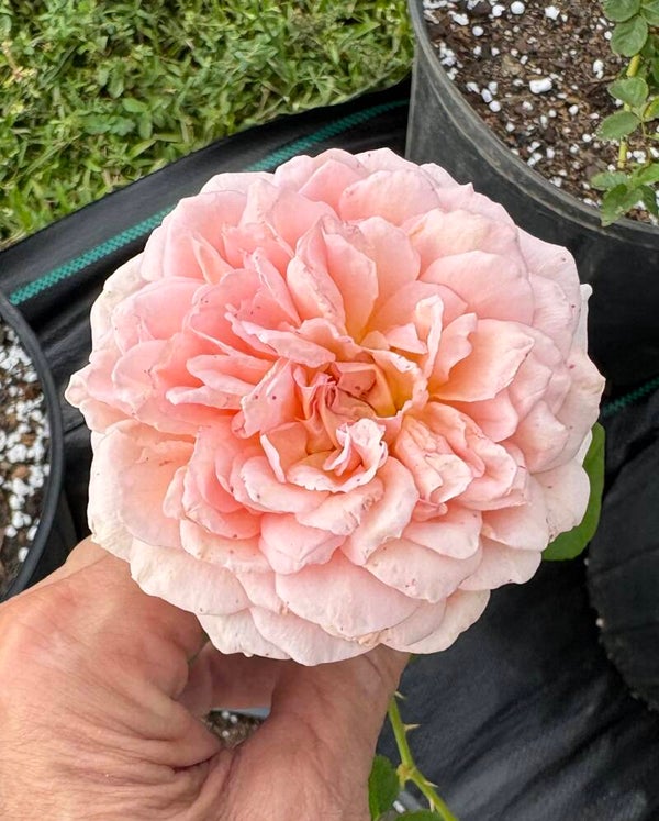 Abraham Darby