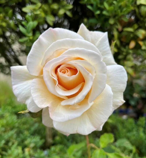 Rose of Rosalie