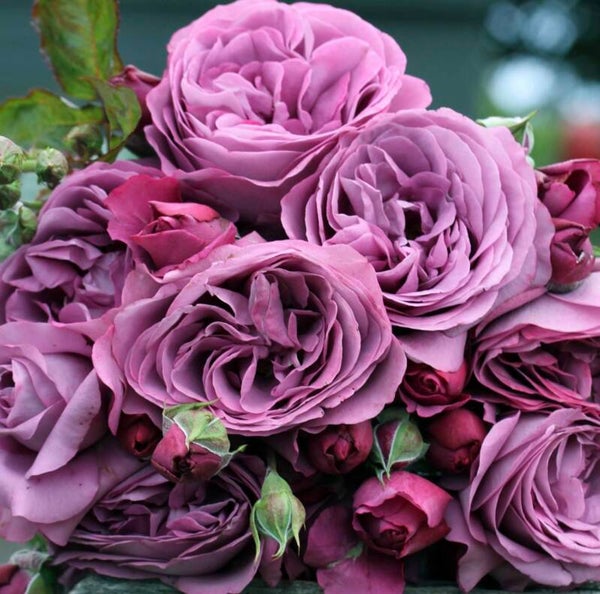 Plum Perfect